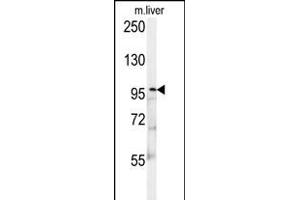 KIF9 Antibody (C-term) (ABIN652134 and ABIN2840560) western blot analysis in mouse liver tissue lysates (15 μg/lane). (KIF9 Antikörper  (C-Term))