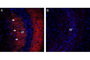 Expression of Synaptophysin in mouse hippocampus. (Synaptophysin Antikörper  (Intravesicular Loop))