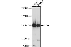 Western blot analysis of extracts of various cell lines, using MYRF Rabbit pAb (ABIN7266372) at 1:1000 dilution. (Chromosome 11open Reading Frame 9 (C11orf9) (AA 1-100) Antikörper)