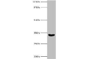Western blot All lanes: Homeobox protein Hox-B1 antibody at 9 μg/mL + Mouse liver tissue Secondary Goat polyclonal to rabbit IgG at 1/10000 dilution Predicted band size: 33, 25 kDa Observed band size: 33 kDa (HOXB1 Antikörper  (AA 35-180))