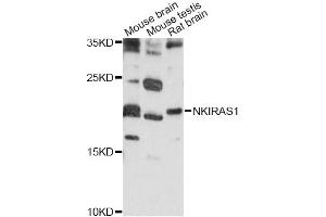 Western blot analysis of extracts of various cell lines, using NKIRAS1 antibody (ABIN6292138) at 1:1000 dilution. (NKIRAS1 Antikörper)