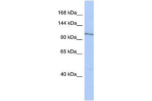 WB Suggested Anti-MAP4K4 Antibody Titration:  0. (MAP4K4 Antikörper  (N-Term))