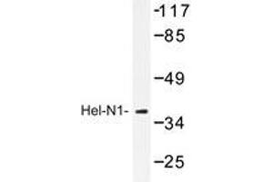 Western blot analysis of Hel-N1 antibody in extracts from HepG2 cell.