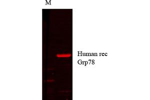 Western Blot analysis of Human cell lysates showing detection of GRP78 protein using Mouse Anti-GRP78 Monoclonal Antibody, Clone 1H11-1H7 . (GRP78 Antikörper  (Biotin))