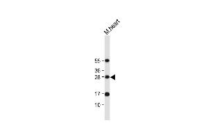 Anti-OAZ1 Antibody (N-term) at 1:2000 dilution + Mouse heart tissue lysate Lysates/proteins at 20 μg per lane. (OAZ1 Antikörper  (N-Term))