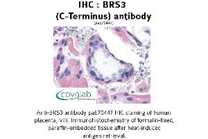 Image no. 1 for anti-Bombesin-Like Receptor 3 (BRS3) (C-Term) antibody (ABIN1732417) (BRS3 Antikörper  (C-Term))