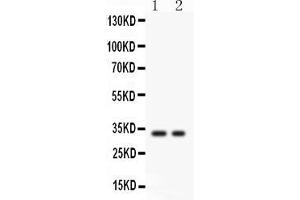 Anti- SFRP2 Picoband antibody, Western blottingAll lanes: Anti SFRP2  at 0. (SFRP2 Antikörper  (AA 104-295))