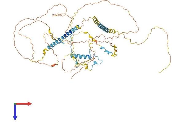 FIP1L1 Protein (AA 1-581) (His tag)