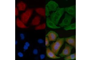 ABIN6264786 and ABIN6278631 staining Hela cells by IF/ICC. (RNF19A Antikörper  (N-Term))