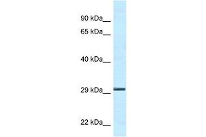 Ywhae antibody - C-terminal region  validated by WB using Mouse Kidney lysate at 1. (YWHAE Antikörper  (C-Term))