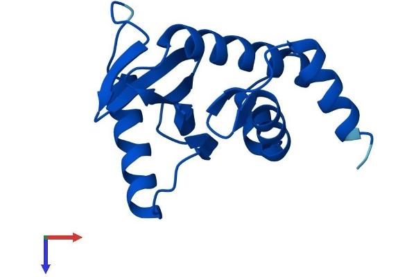 AP2S1 Protein (AA 1-142) (His tag)