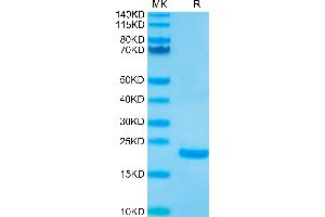 Biotinylated Human IL-10 on Tris-Bis PAGE under reduced condition.