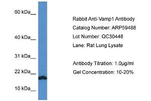 Western Blotting (WB) image for anti-Vesicle-Associated Membrane Protein 1 (Synaptobrevin 1) (VAMP1) (C-Term) antibody (ABIN2788089)