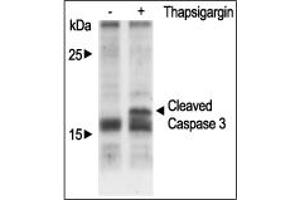 Cells were grown to 70 % confluency. (Thapsigargin)