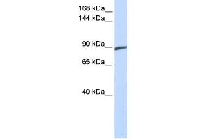 WB Suggested Anti-SPATA5 Antibody Titration: 0.