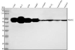 Western blot analysis of TXNRD1 using anti-TXNRD1 antibody (ABIN7606614).