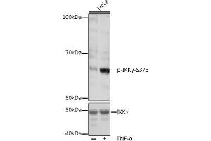 Western blot analysis of extracts of HeLa cells, using Phospho-IKKγ-S376 pAb (ABIN7267877) at 1:1000 dilution or IKKγ antibody (ABIN3021150, ABIN3021151, ABIN3021152 and ABIN6214025).