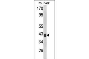 Western blot analysis of TOB1 Antibody (N-term) (ABIN652511 and ABIN2842342) in mouse liver tissue lysates (35 μg/lane). (Protein Tob1 (TOB1) (AA 54-83), (N-Term) Antikörper)