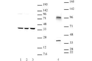 Cxxc4 antibody (pAb) tested by Western blot.