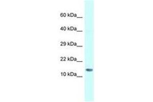 Image no. 1 for anti-Small Nuclear Ribonucleoprotein D1 Polypeptide 16kDa (SNRPD1) (N-Term) antibody (ABIN6747659) (SNRPD1 Antikörper  (N-Term))