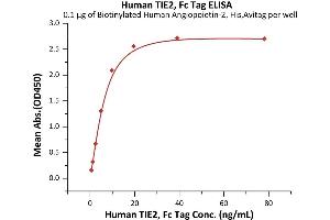 Immobilized Biotinylated Human Angiopoietin-2, His,Avitag (ABIN6972942) at 1 μg/mL (100 μL/well) on streptavidin  precoated (0. (TEK Protein (AA 23-748) (Fc Tag))