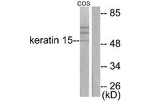 Western blot analysis of extracts from COS7 cells, using Keratin 15 Antibody. (KRT15 Antikörper  (AA 1-50))