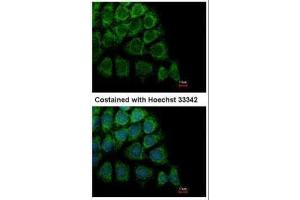 ICC/IF Image Immunofluorescence analysis of methanol-fixed Hep3B, using HYOU1, antibody at 1:500 dilution.