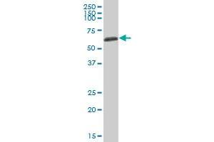 AHSG MaxPab polyclonal antibody. (Fetuin A Antikörper  (AA 1-367))