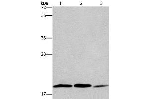 Western Blot analysis of 293T, Jurkat and NIH/3T3 cell using RAP1B Polyclonal Antibody at dilution of 1:550 (RAP1B Antikörper)