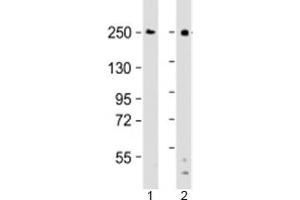 Western blot testing of human 1) Ramos and 2) THP-1 cell lysate with DOCK8 antibody at 1:2000. (DOCK8 Antikörper  (AA 2056-2090))