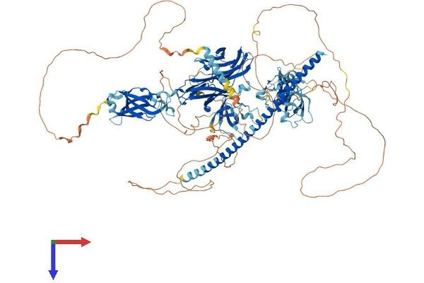 RIMBP2 Protein (AA 1-1072) (His tag)