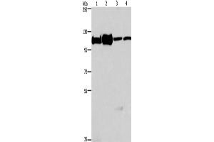 Western Blotting (WB) image for anti-Minichromosome Maintenance Complex Component 6 (MCM6) antibody (ABIN2421837) (MCM6 Antikörper)