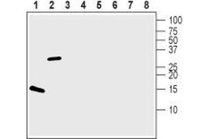 Western blot analysis of 100 ng of each Recombinant human BDNF protein (ABIN7482102, ABIN7491780, ABIN7491781, ABIN7491782, ABIN7491783, ABIN7491784, ABIN7491785, ABIN7491786, ABIN7491787 and ABIN7491788) (lanes 1 and 5), Recombinant mouse proBDNF protein (ABIN7482099, ABIN7491764, ABIN7491765, ABIN7491766, ABIN7491767, ABIN7491768, ABIN7491769, ABIN7491770 and ABIN7491771) (lanes 2 and 6), Recombinant human Neurotrophin-3  protein (ABIN7482124, ABIN7491876, ABIN7491877, ABIN7491878, ABIN7491879, ABIN7491880 and ABIN7491949) (lanes 3 and 7) and Recombinant human beta-NGF protein (ABIN7482098, ABIN7491861, ABIN7491862, ABIN7491863, ABIN7491864, ABIN7491926 and ABIN7491950) (lanes 4 and 8):1-4.
