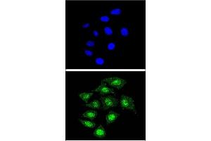 Immunofluorescence (IF) image for anti-Core-Binding Factor, beta Subunit (CBFB) (AA 61-90) antibody (ABIN390892)