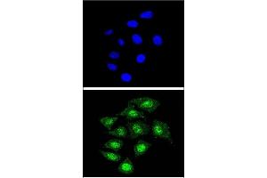 Confocal immunofluorescent analysis of CBFB Antibody (Center) (ABIN390892 and ABIN2841100) with 293 cell followed by Alexa Fluor® 488-conjugated goat anti-rabbit lgG (green). (CBFB Antikörper  (AA 61-90))