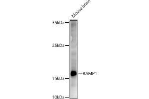 Western blot analysis of extracts of Mouse brain, using R antibody (ABIN6132582, ABIN6146672, ABIN6146673 and ABIN6222096) at 1:500 dilution. (RAMP1 Antikörper  (AA 27-117))