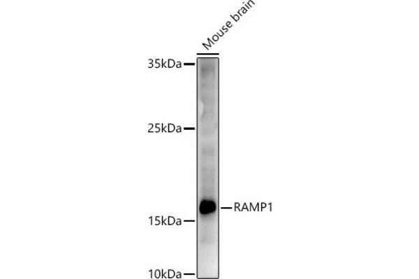 RAMP1 Antikörper  (AA 27-117)