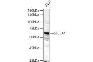 Western blot analysis of extracts of 293T cells, using SLC5 antibody (1976) at 1:500 dilution. (SLC5A1 Antikörper  (AA 350-450))
