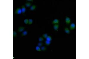 Immunofluorescence staining of Hela cells with ABIN7166066 at 1:50, counter-stained with DAPI. (S1A7 (AA 2-101) Antikörper)