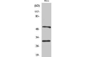 Western Blot analysis of various cells using Caspase-10 B/C Polyclonal Antibody. (Caspase 10 B/C (AA 400-480) Antikörper)