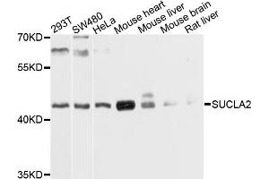Western blot analysis of extracts of various cell lines, using SUCLA2 antibody (ABIN4905339) at 1:1000 dilution. (SUCLA2 Antikörper)