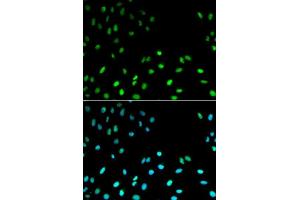 Immunofluorescence (IF) image for anti-Replication Factor C (Activator 1) 1, 145kDa (RFC1) (AA 400-700) antibody (ABIN3022273)