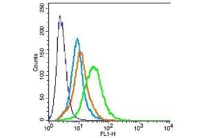 H9C2 cells probed with Rabbit Anti-KCNK3 Polyclonal Antibody, Unconjugated  at 6ug for 30 minutes followed by incubation with a conjugated secondary -FITC) (green) for 30 minutes compared to control cells (blue), secondary only (light blue) and isotype control (orange). (KCNK3 Antikörper  (AA 51-150))