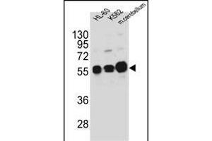 CK1G Antibody (Center ) (ABIN391377 and ABIN2841388) western blot analysis in HL-60,K562 cell line and mouse cerebellum tissue lysates (35 μg/lane). (CAMK1G Antikörper  (AA 211-241))