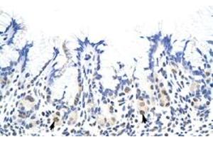 Immunohistochemical staining (Formalin-fixed paraffin-embedded sections) of human stomach with HNRNPA1L2 polyclonal antibody  at 4-8 ug/mL working concentration. (HNRNPA1L2 Antikörper  (N-Term))