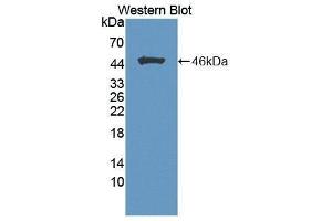 Western Blotting (WB) image for anti-Fibroblast Growth Factor 1 (Acidic) (FGF1) (AA 16-155) antibody (ABIN1864319) (FGF1 Antikörper  (AA 16-155))