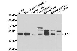 Western blot analysis of extracts of various cell lines, using LIPF antibody. (LIPF Antikörper  (AA 219-398))