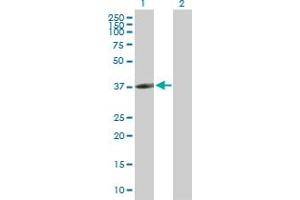 Western Blot analysis of CLEC10A expression in transfected 293T cell line by CLEC10A MaxPab polyclonal antibody.
