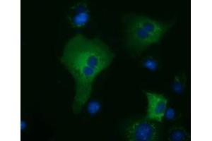 Immunofluorescence (IF) image for anti-Kelch-Like 2, Mayven (KLHL2) (AA 1-100), (AA 494-593) antibody (ABIN1490548) (KLHL2 Antikörper  (AA 1-100, AA 494-593))