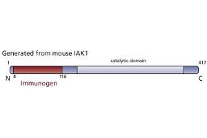 Image no. 3 for anti-Aurora Kinase A (AURKA) (AA 8-116) antibody (ABIN968261) (Aurora A Antikörper  (AA 8-116))